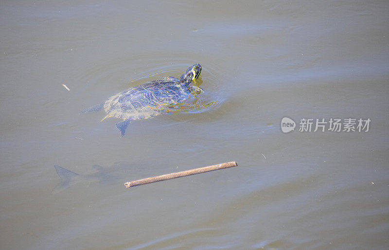 磅滑块-(Trachemys scripta)